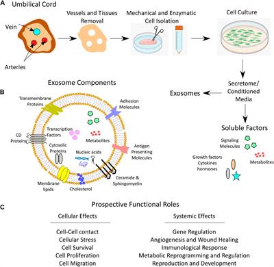 Wharton’s jelly mesenchymal stem cells: a concise review of their secretome and prospective clinical applications